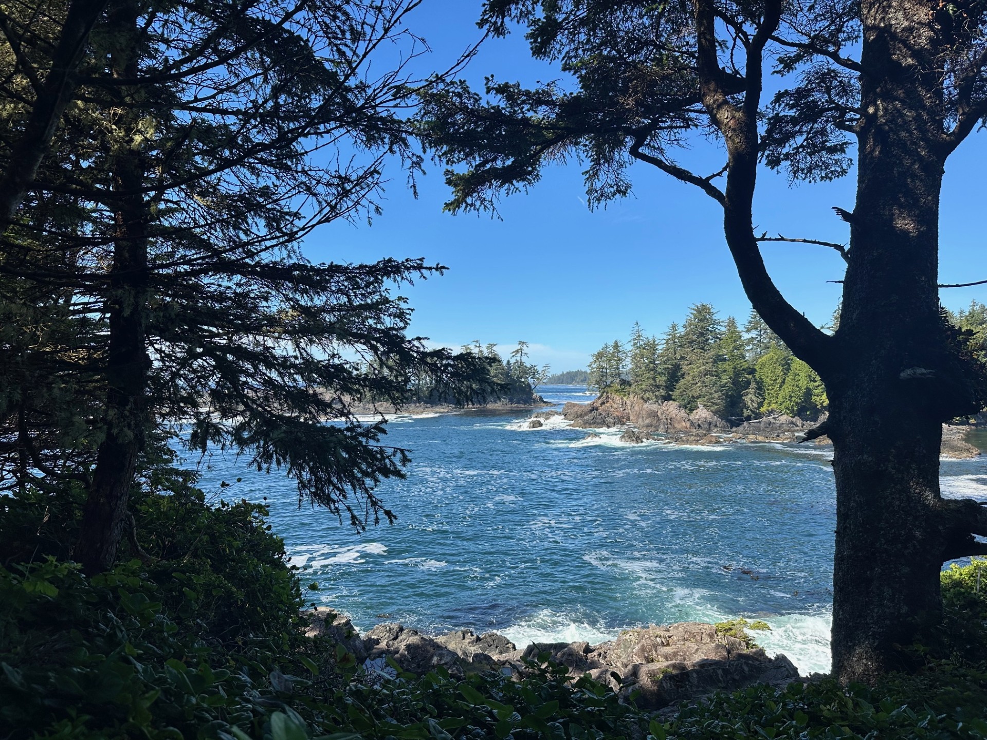 Tofino Forest Trails